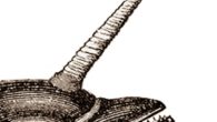 Liebe Leserinnen und Leser, Wir erhielten einen Leserbrief von einer unserer jungen Leserinnen, dass mit der Entdeckung der Einhornkatze das […]